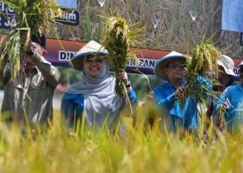 Bupati Masnah dan Gubernur Fachrori Panen Raya Padi di Pudak
