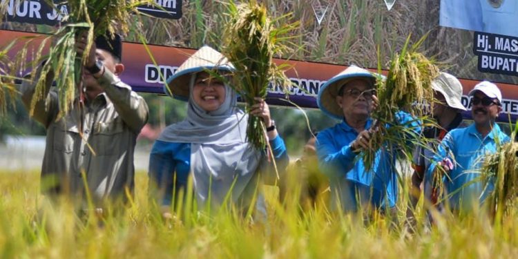 Bupati Masnah dan Gubernur Fachrori Panen Raya Padi di Pudak