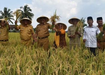Wabup Sarolangun Hadiri Panen Raya Padi Sawah di Dusun Padang Sungkai