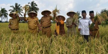 Wabup Sarolangun Hadiri Panen Raya Padi Sawah di Dusun Padang Sungkai