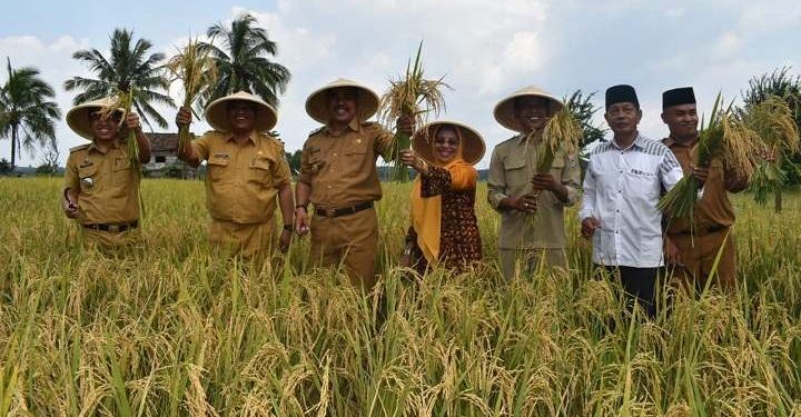 Wabup Sarolangun Hadiri Panen Raya Padi Sawah di Dusun Padang Sungkai