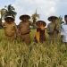 Wabup Sarolangun Hadiri Panen Raya Padi Sawah di Dusun Padang Sungkai