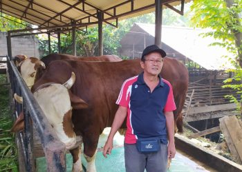 Pedagang Hewan Sapi dan Kambing Mengeluhkan Omset Menurun
