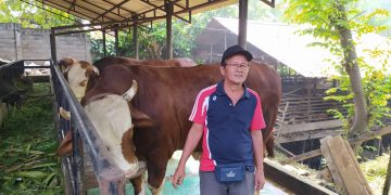 Pedagang Hewan Sapi dan Kambing Mengeluhkan Omset Menurun