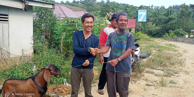 Yayasan Balarenik Provinsi Jambi Salurkan Hewan Korban 2 Ekor Kambing Untuk Warga SAD Bukit Suban