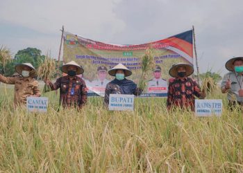 Bupati Masnah Panen Raya Padi di Desa Kemingking Luar