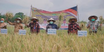 Bupati Masnah Panen Raya Padi di Desa Kemingking Luar