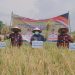 Bupati Masnah Panen Raya Padi di Desa Kemingking Luar