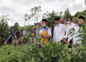 Syafril Nursal Harap Jeruk Gerga Kerinci Menjadi Jeruk Nomor Satu Dunia