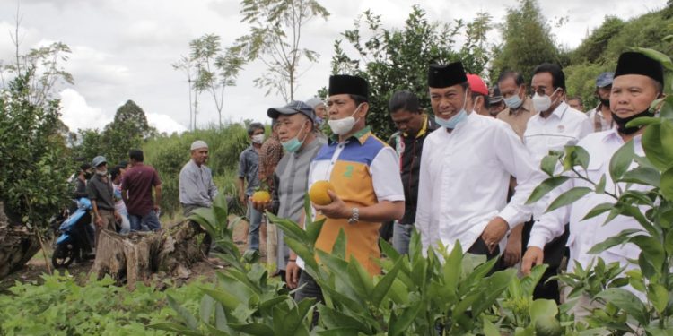 Syafril Nursal Harap Jeruk Gerga Kerinci Menjadi Jeruk Nomor Satu Dunia
