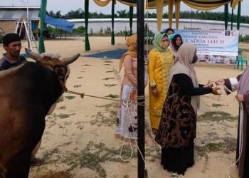 Bupati Muaro Jambi Serahkan Hewan Kurban di LPP di Bukit Baling