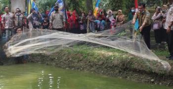 Al Haris Panen Ikan Di Kolam Milik Kelompok Budidaya Sinar Harapan Desa Sungai Kapas