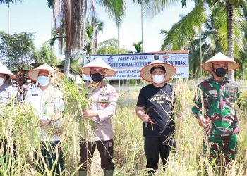 Bupati Anwar Sadat Panen Padi Raya Kampung Tangguh Siginjai