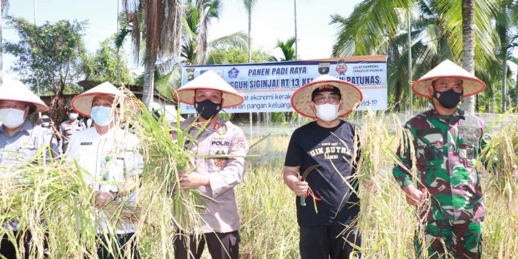 Bupati Anwar Sadat Panen Padi Raya Kampung Tangguh Siginjai
