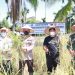 Bupati Anwar Sadat Panen Padi Raya Kampung Tangguh Siginjai