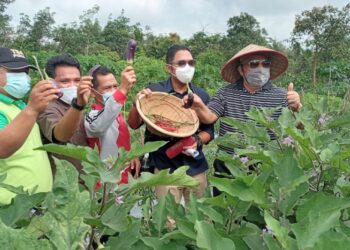 Pemberdayaan TPA, Bupati Tanjabbar Panen Raya Organik di Desa Lubuk Terentang