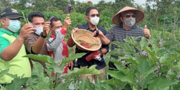 Pemberdayaan TPA, Bupati Tanjabbar Panen Raya Organik di Desa Lubuk Terentang