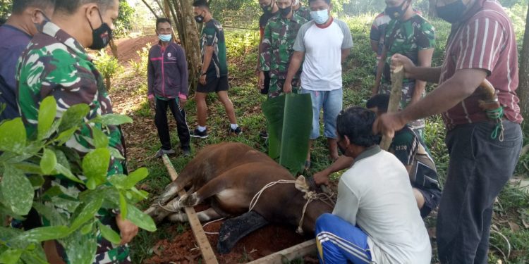 Dandim 0420/Sarko Serahkan Satu Ekor Sapi Hewan Kurban di Markas Kodim 