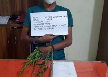 Sat Resnarkoba Polres Merangin Bekuk Satu Orang Pemilik Narkotika Jenis Ganja