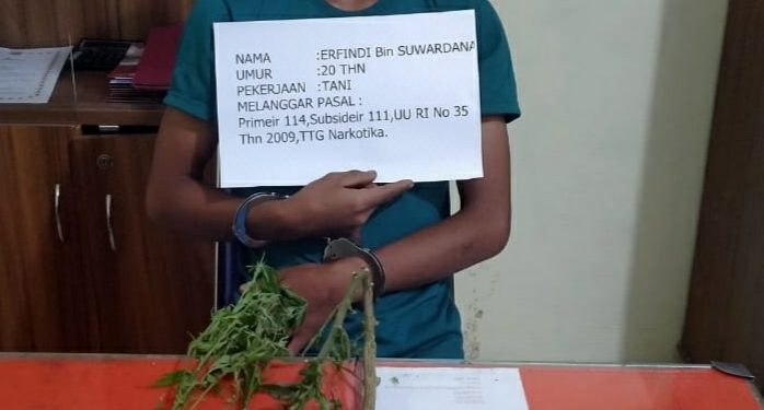 Sat Resnarkoba Polres Merangin Bekuk Satu Orang Pemilik Narkotika Jenis Ganja