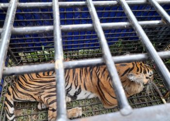 Tim Gabungan Berhasil Menangkap Harimau Yang Memangsa Warga Merangin 