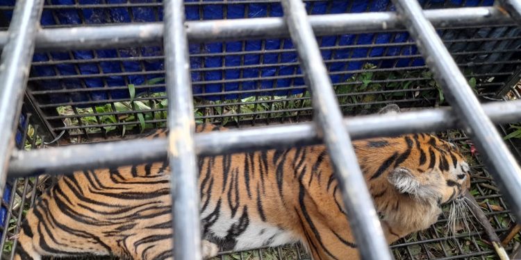 Tim Gabungan Berhasil Menangkap Harimau Yang Memangsa Warga Merangin 