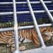Tim Gabungan Berhasil Menangkap Harimau Yang Memangsa Warga Merangin 
