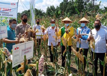 Sekda Batanghari Hadiri Panen Jagung di Desa Simpang Karmio