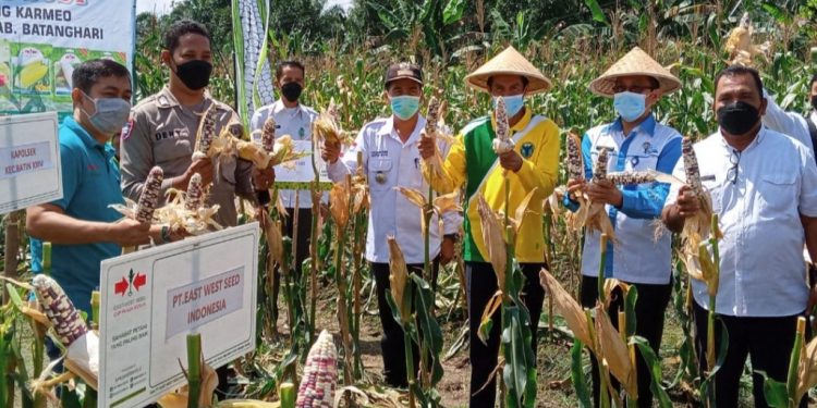 Sekda Batanghari Hadiri Panen Jagung di Desa Simpang Karmio