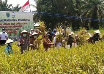 Wabup Batanghari Hadiri Panen Padi Perdana SLIO