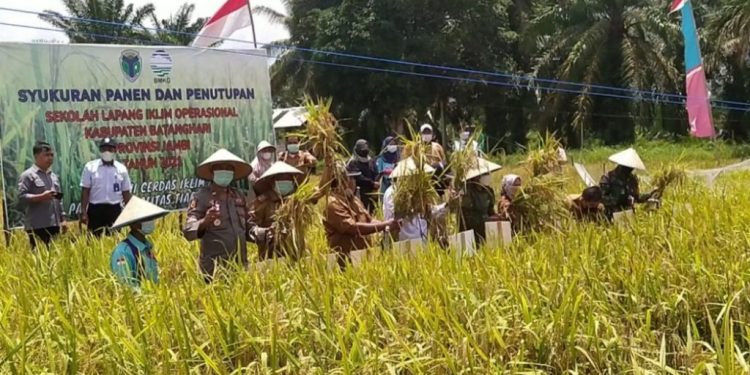 Wabup Batanghari Hadiri Panen Padi Perdana SLIO