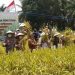 Wabup Batanghari Hadiri Panen Padi Perdana SLIO