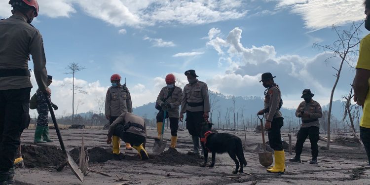 Tim Gabungan Temukan Total 45 Korban Jiwa Erupsi Gunung Semeru 