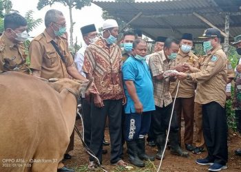 Bupati Mashuri Serahkan Bibit Sapi ke Kelompok Tani Sido Maju