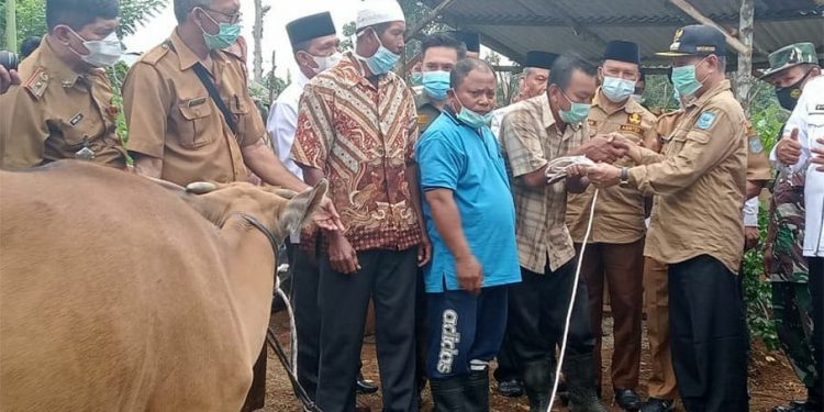 Bupati Mashuri Serahkan Bibit Sapi ke Kelompok Tani Sido Maju