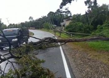Akibat Hujan Deras disertai Angin Kencang, Pohon Tumbang Menimpa Kabel listrik di Jalan Lintas Sumatera Simpang Limbur