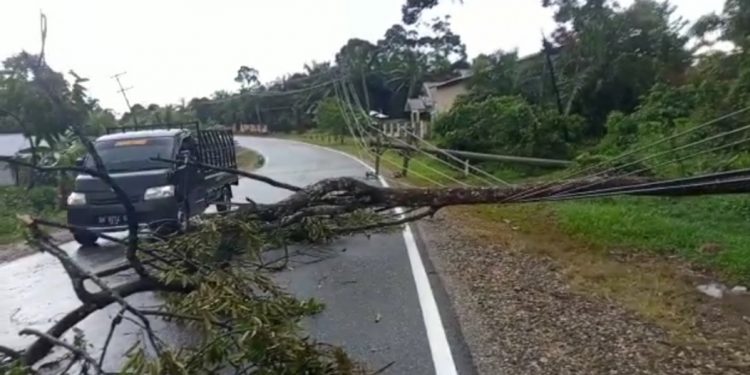 Akibat Hujan Deras disertai Angin Kencang, Pohon Tumbang Menimpa Kabel listrik di Jalan Lintas Sumatera Simpang Limbur