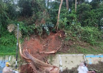 Pengendara Bermotor Khawatirkan  Pohon Bagian Bawah Berlubang di Tebing Tikungan Bukit Tiung
