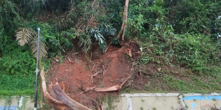 Pengendara Bermotor Khawatirkan  Pohon Bagian Bawah Berlubang di Tebing Tikungan Bukit Tiung
