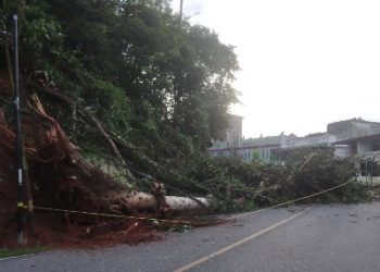 Kayu Besar Roboh Ke Tengah Badan Jalan di Tikungan Bukit Tiung Merangin Belum Dibersihkan