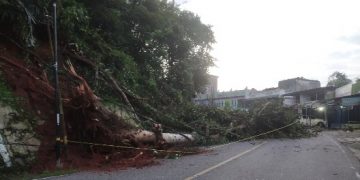 Kayu Besar Roboh Ke Tengah Badan Jalan di Tikungan Bukit Tiung Merangin Belum Dibersihkan