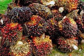 Harga Tandan Buah Sawit Terus Merosot, Ini Penjelasan Dari Dinas Peternakan dan Perkebunan Merangin
