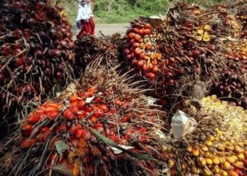 Harga TBS Mulai Membaik, Djoko Apresiasi Kebijakan Pemerintah