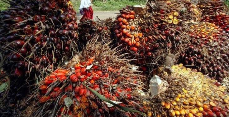Harga TBS Mulai Membaik, Djoko Apresiasi Kebijakan Pemerintah