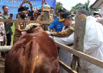 Gubernur Al Haris Harap Vaksinasi Atasi PMK