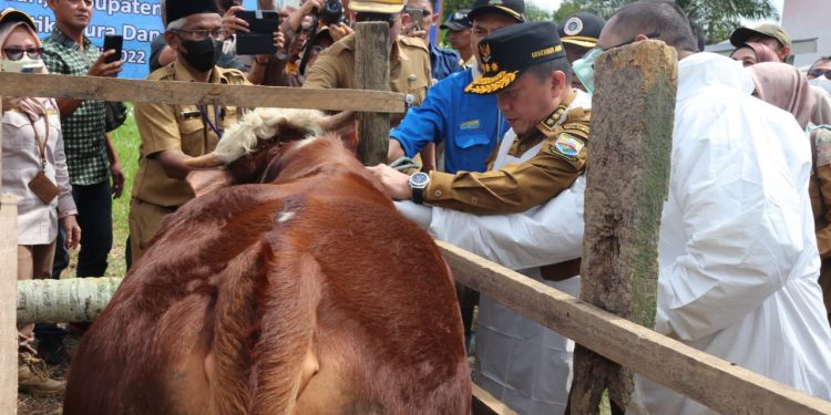 Gubernur Al Haris Harap Vaksinasi Atasi PMK