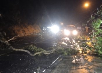 Hujan Belum Reda, Pohon Kembali Roboh ke Tengah Jalan ditempat Yang Sama di Tebing Bukit Tiung Bangko