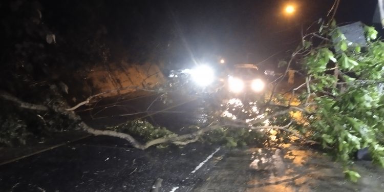 Hujan Belum Reda, Pohon Kembali Roboh ke Tengah Jalan ditempat Yang Sama di Tebing Bukit Tiung Bangko