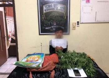 Edarkan Narkotika Jenis Ganja, Pelaku Diamankan Satres Narkoba Polres Merangin