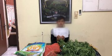 Edarkan Narkotika Jenis Ganja, Pelaku Diamankan Satres Narkoba Polres Merangin
